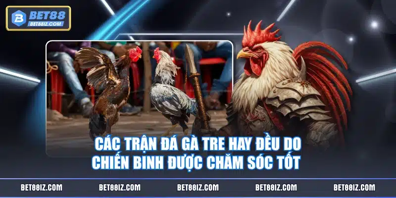 Các trận đá gà tre hay đều do chiến binh được chăm sóc tốt 